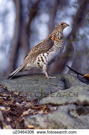 Bird in natural habitat View Large Photo Image Stock Photograph - Bird in natural habitat. Fotosearch