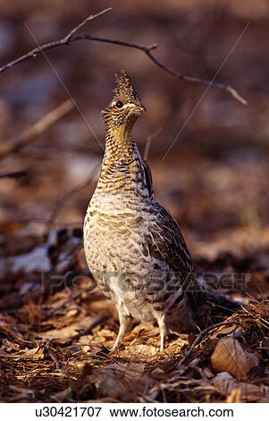 Bird in the wild View Large Photo Image Stock Photo - Bird in the wild. Fotosearch