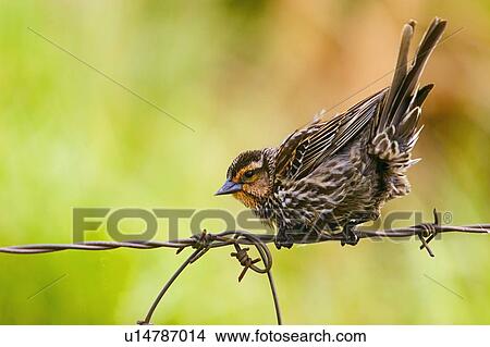 Bird perched on barbed wire fence View Large Photo Image Picture - Bird perched on barbed wire fence. Fotosearch