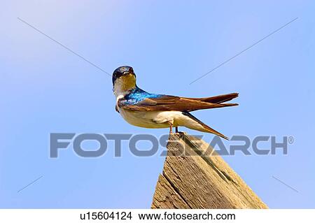 Bird perched on wood View Large Photo Image Picture - Bird perched on wood. Fotosearch