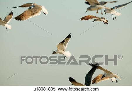 Stock Photography - Birds in flight. Fotosearch