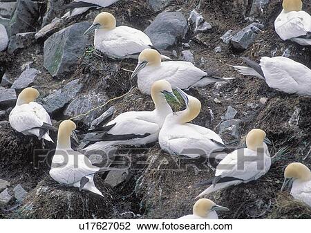 Stock Image - Birds on rocks. Fotosearch