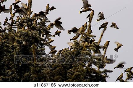 Birds on tree tops View Large Photo Image Stock Photograph - Birds on tree tops. Fotosearch