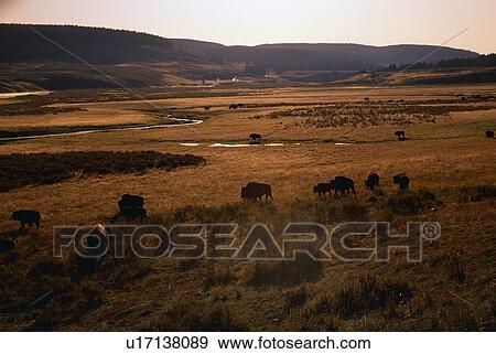 Bison herd (Bison bison) in Hayden Valley, Yellowstone National Park View Large Photo Image Stock Photo - Bison herd (Bison bison) in Hayden Valley, Yellowstone National Park. Fotosearch
