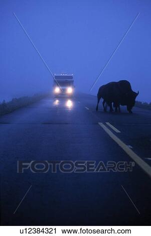 Stock Image - Bison on road with vehicle. Fotosearch