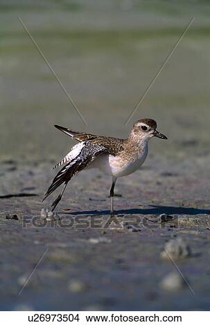 Picture - Black-bellied plover bird on beach. Fotosearch