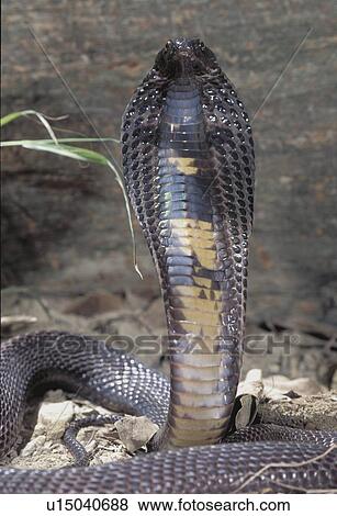 Black Pakastini Cobra View Large Photo Image Stock Photo - Black Pakastini Cobra. Fotosearch