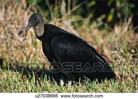 Black vulture on ground View Large Photo Image Stock Photograph - Black vulture on ground. Fotosearch
