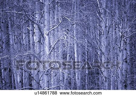 Stock Photo - Blue forest. Fotosearch