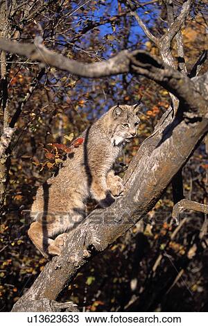 Stock Image - Bobcat climbing tree. Fotosearch
