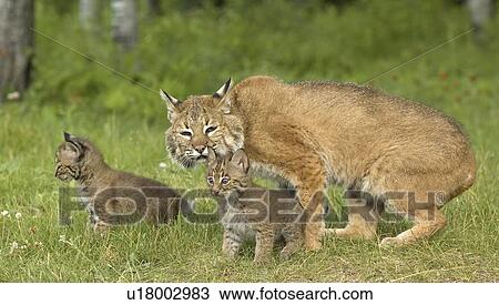 Bobcat family View Large Photo Image Stock Image - Bobcat family. Fotosearch