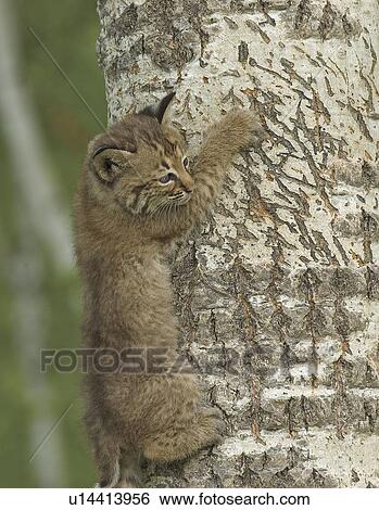 Stock Photograph - Bobcat kit climbing tree. Fotosearch
