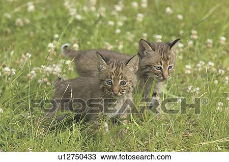 Bobcat kittens View Large Photo Image Stock Image - Bobcat kittens. Fotosearch