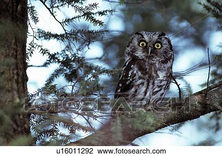 Boreal owl View Large Photo Image Stock Image - Boreal owl. Fotosearch
