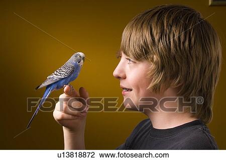 Boy with pet Budgie View Large Photo Image Stock Image - Boy with pet Budgie. Fotosearch