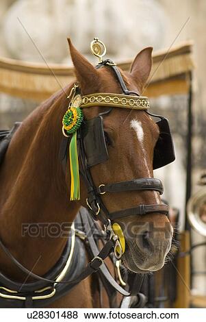 Stock Photo - Brown Horse with Bell. Fotosearch