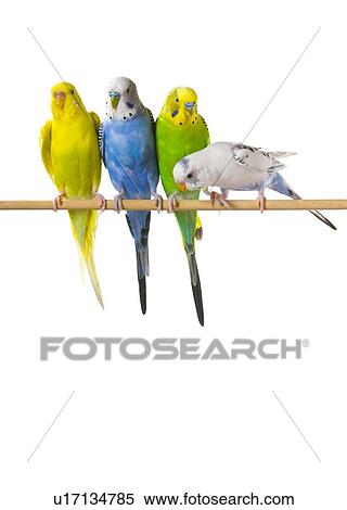 Budgie birds on a perch View Large Photo Image Stock Photography - Budgie birds on a perch. Fotosearch