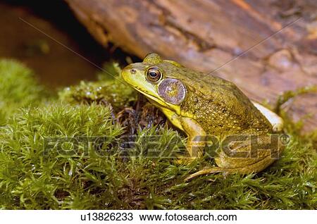 Bullfrog View Large Photo Image Stock Image - Bullfrog. Fotosearch