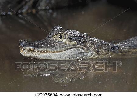 Caimen crocodile View Large Photo Image Picture - Caimen crocodile. Fotosearch