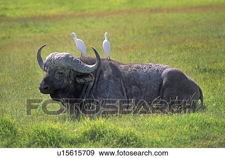 Cape buffalo in Tanzania View Large Photo Image Stock Photo - Cape buffalo in Tanzania. Fotosearch