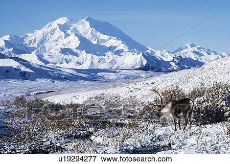 Stock Photo - Caribou in scenic view of Mount McKinley. Fotosearch