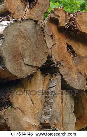 Stock Photography - Cedar logs. Fotosearch