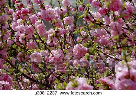 Cherry blossoms View Large Photo Image Stock Photo - Cherry blossoms. Fotosearch