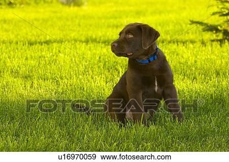 Chocolate lab puppy View Large Photo Image Stock Photo - Chocolate lab puppy. Fotosearch