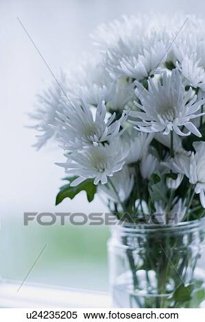 Chrysanthemums in jar View Large Photo Image Stock Photography - Chrysanthemums in jar. Fotosearch