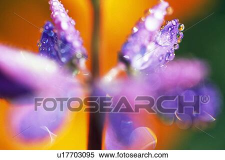 Close-up flower View Large Photo Image Stock Photography - Close-up flower. Fotosearch