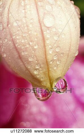 Close up flower with dew drops View Large Photo Image Stock Photo - Close up flower with dew drops. Fotosearch