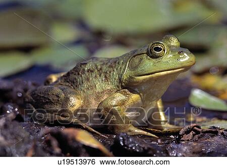 Stock Photograph - Close-up frog. Fotosearch