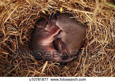 Stock Photo - Close-up of baby field mice in nest. Fotosearch