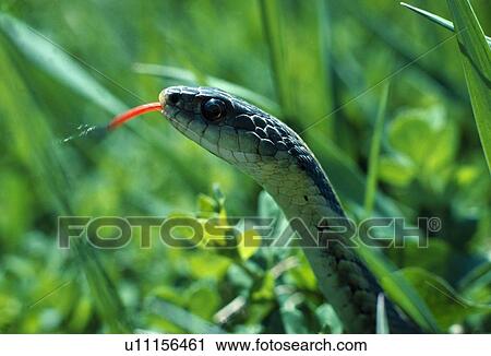 Stock Image - Close-up of Eastern garter snake in grass. Fotosearch