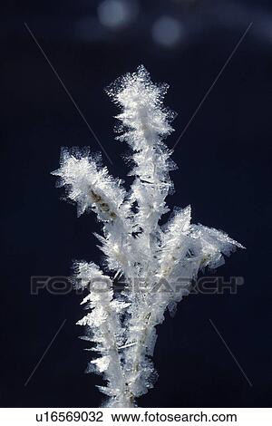 Stock Image - Close-up of hoarfrost on grass. Fotosearch