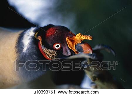 Close-up of king vulture View Large Photo Image Stock Image - Close-up of king vulture. Fotosearch