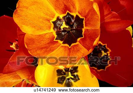 Close up of vibrant tulips View Large Photo Image Stock Photo - Close up of vibrant tulips. Fotosearch