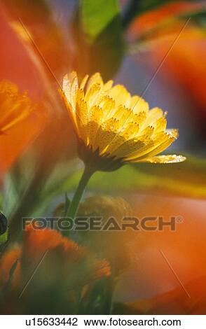 Stock Image - Close-up of wildflower. Fotosearch