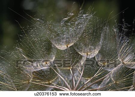 Close-up Salsify seedpod View Large Photo Image Stock Image - Close-up Salsify seedpod. Fotosearch