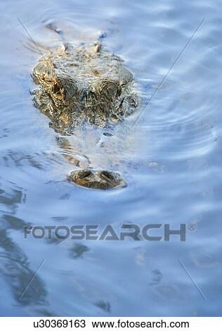 Stock Image - Closeup of alligatior under water. Fotosearch