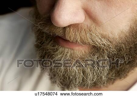 Closeup of man's beard View Large Photo Image Picture - Closeup of man's beard. Fotosearch