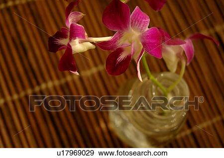Closeup of orchids in vase View Large Photo Image Stock Photo - Closeup of orchids in vase. Fotosearch