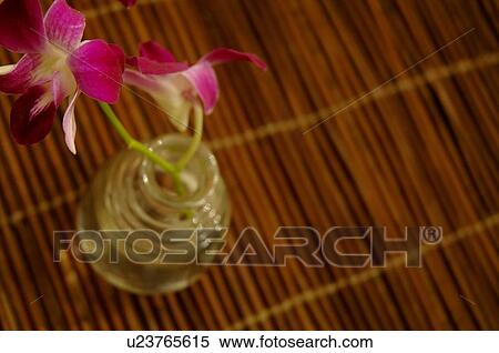 Stock Photography - Closeup of orchids in vase. Fotosearch