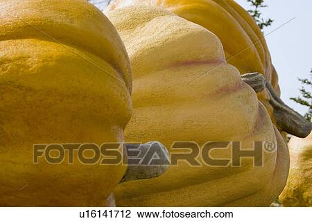 Closeup of pumpkins View Large Photo Image Stock Image - Closeup of pumpkins. Fotosearch