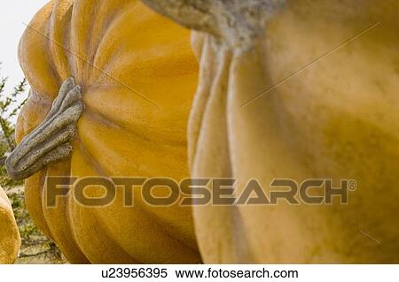 Closeup of pumpkins View Large Photo Image Stock Photography - Closeup of pumpkins. Fotosearch