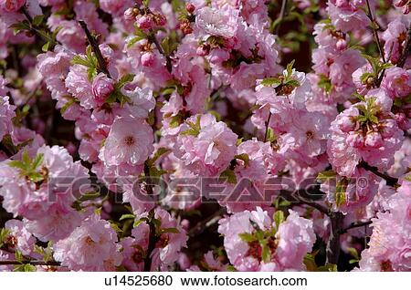 Closeup of spring time blossoms View Large Photo Image Stock Image - Closeup of spring time blossoms. Fotosearch