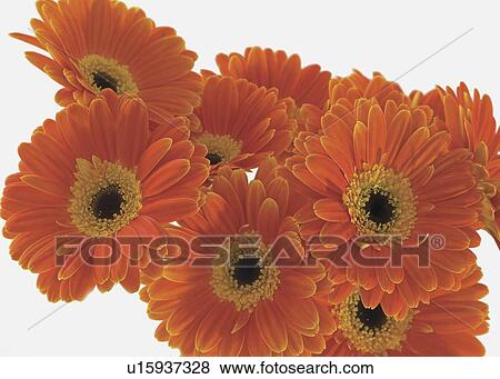 Stock Photo - Cluster of Gerbera Daisies. Fotosearch