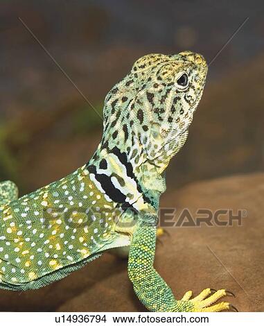 Picture - Collared lizard. Fotosearch