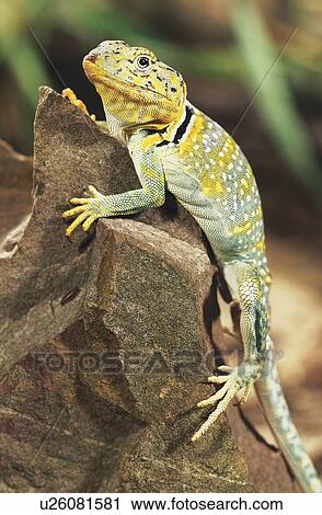 Stock Image - Collared Lizard. Fotosearch