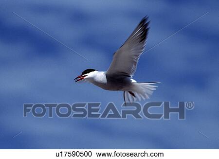 Common tern in flight View Large Photo Image Stock Image - Common tern in flight. Fotosearch